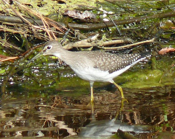 Photo (10): Solitary Sandpiper