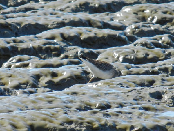 Photo (13): Solitary Sandpiper