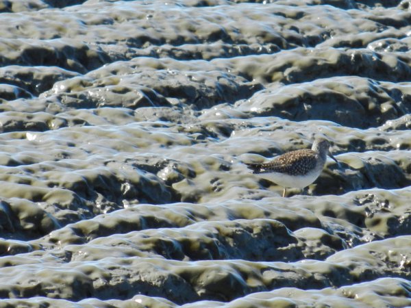 Photo (22): Solitary Sandpiper