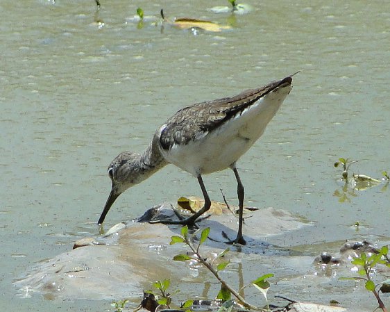 Photo (11): Solitary Sandpiper