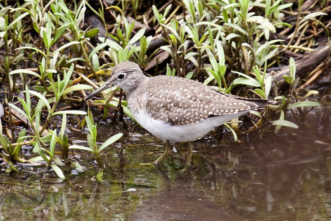 Photo (24): Solitary Sandpiper