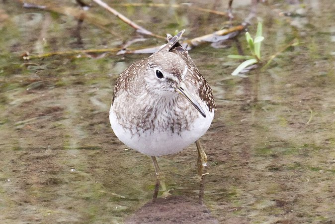 Photo (16): Solitary Sandpiper