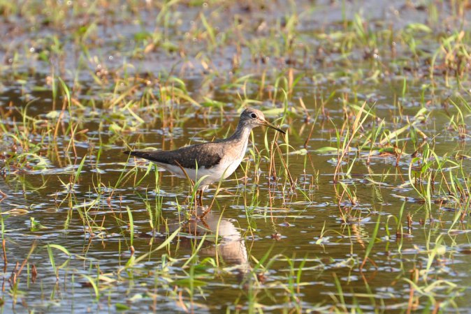 Photo (17): Solitary Sandpiper