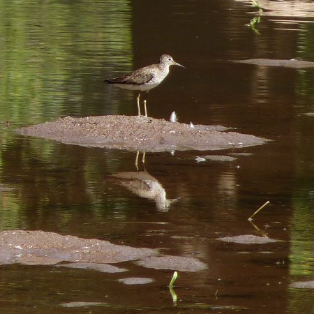 Photo (15): Solitary Sandpiper