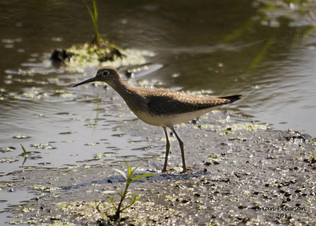 Photo (19): Solitary Sandpiper