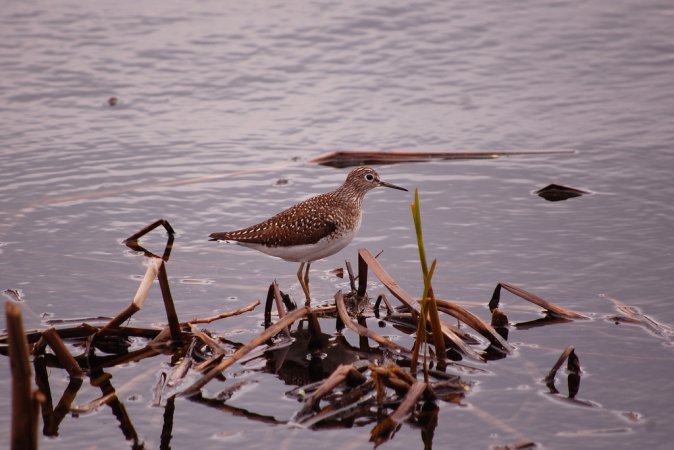 Photo (21): Solitary Sandpiper