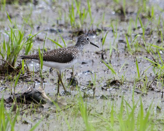 Photo (20): Solitary Sandpiper