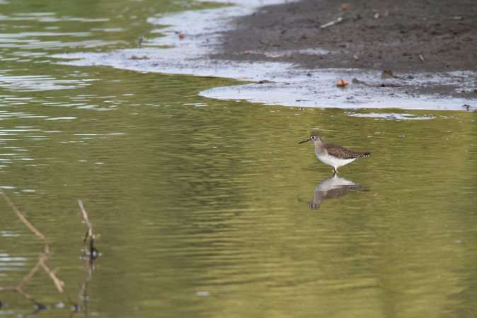 Photo (14): Solitary Sandpiper