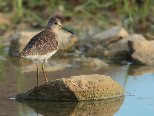 Photo (18): Solitary Sandpiper