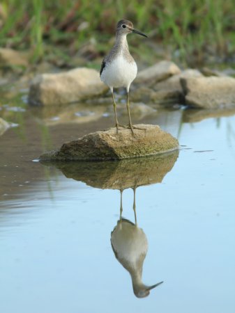 Photo (12): Solitary Sandpiper