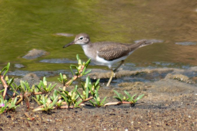 Photo (23): Solitary Sandpiper