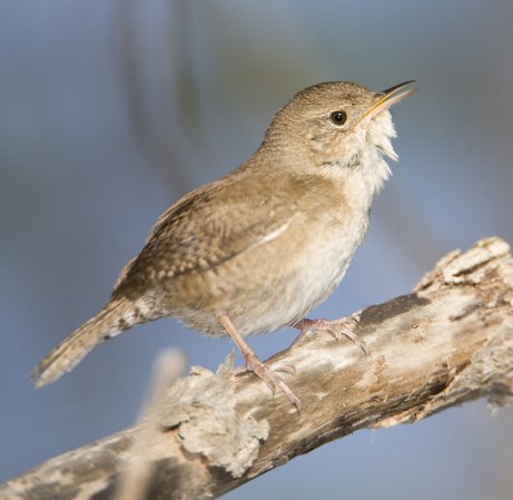 Photo (17): House Wren