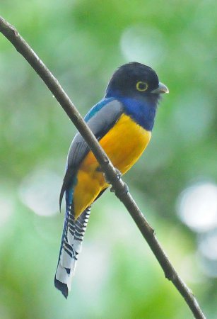 Photo (1): Gartered Trogon