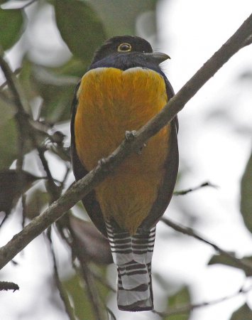 Photo (2): Gartered Trogon