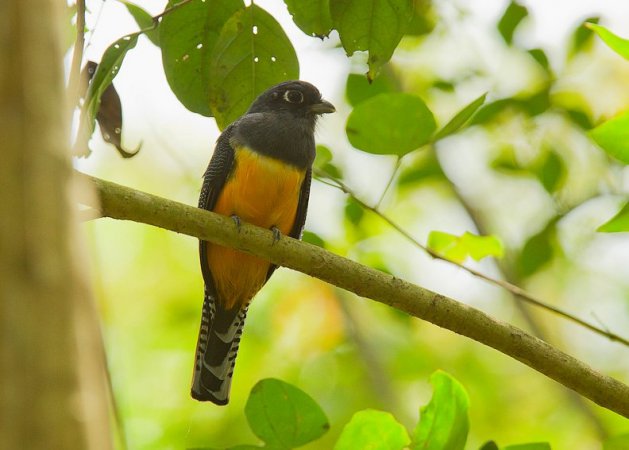 Photo (4): White-tailed Trogon