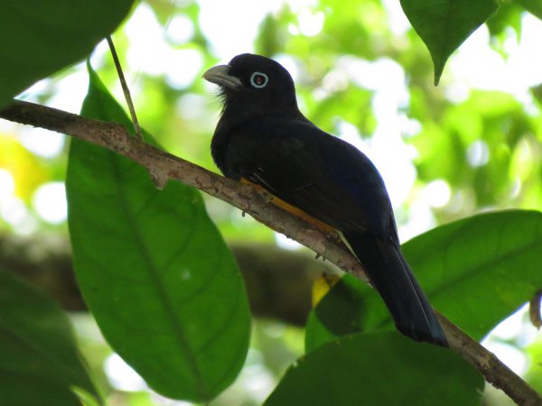 Photo (3): White-tailed Trogon