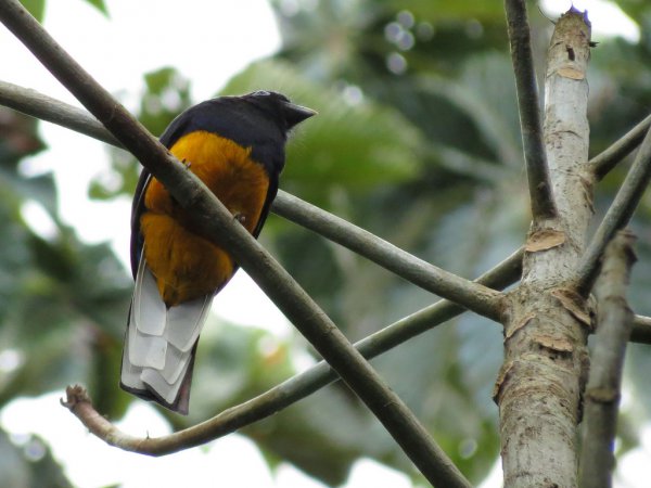 Photo (2): White-tailed Trogon