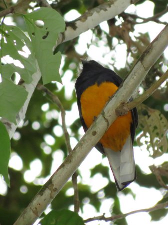 Photo (1): White-tailed Trogon