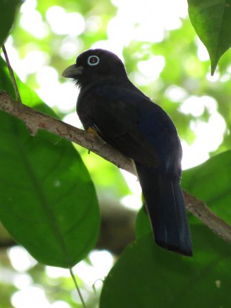 Photo (5): White-tailed Trogon