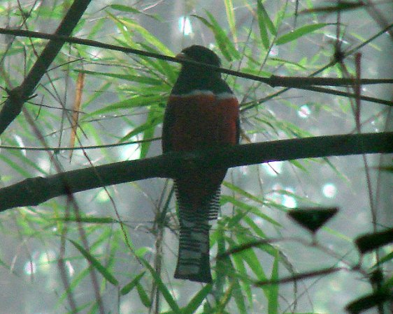 Photo (11): Collared Trogon