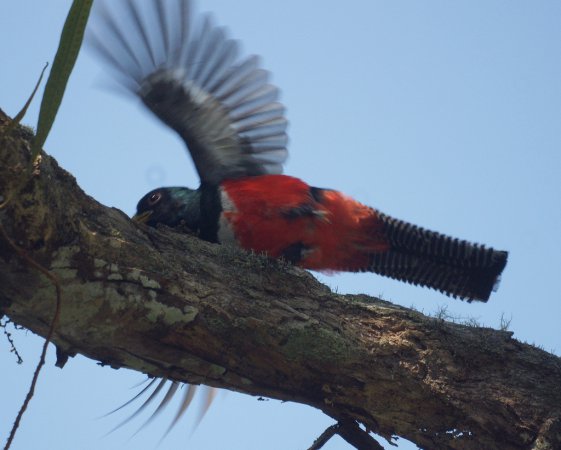 Photo (5): Collared Trogon