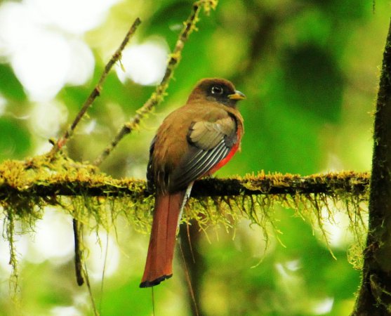Photo (8): Collared Trogon
