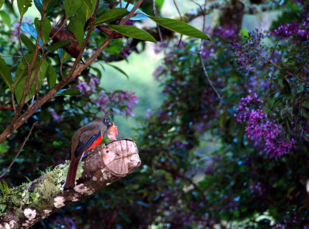Photo (15): Collared Trogon