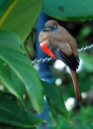 Photo (10): Collared Trogon