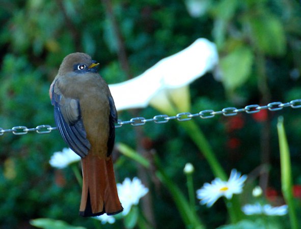 Photo (12): Collared Trogon