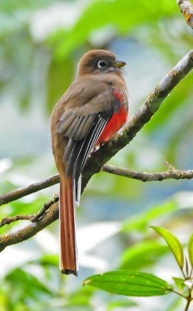 Photo (2): Collared Trogon