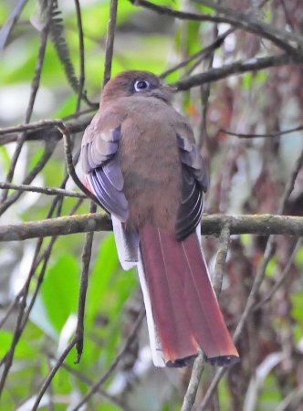 Photo (13): Collared Trogon