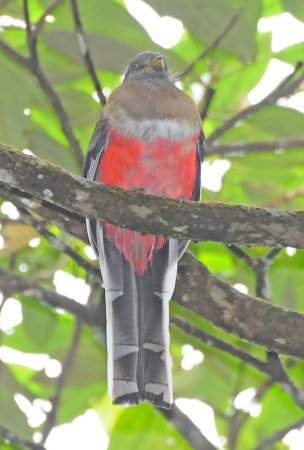 Photo (16): Collared Trogon