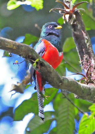 Photo (9): Collared Trogon
