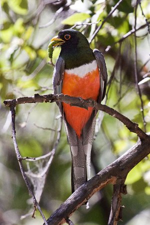 Photo (6): Elegant Trogon