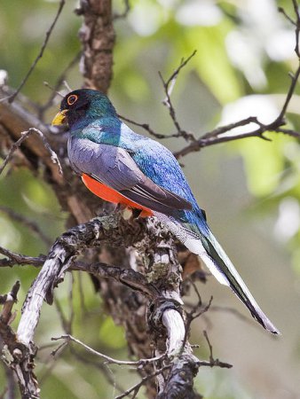 Photo (10): Elegant Trogon