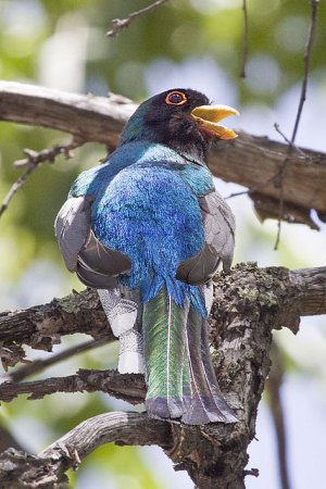 Photo (7): Elegant Trogon