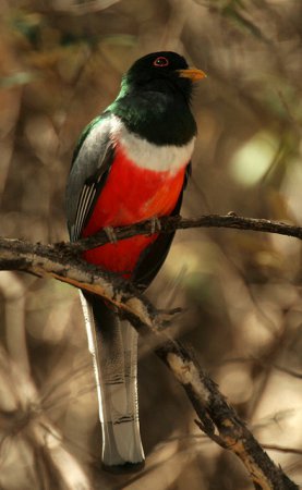Photo (15): Elegant Trogon
