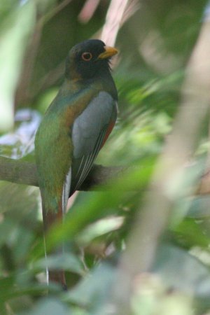 Photo (13): Elegant Trogon