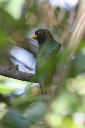 Photo (9): Elegant Trogon