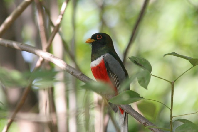 Photo (11): Elegant Trogon