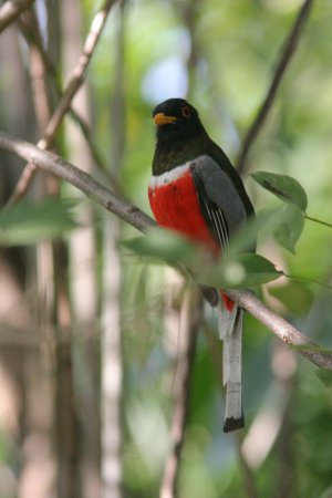 Photo (18): Elegant Trogon