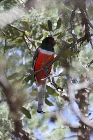 Photo (14): Elegant Trogon