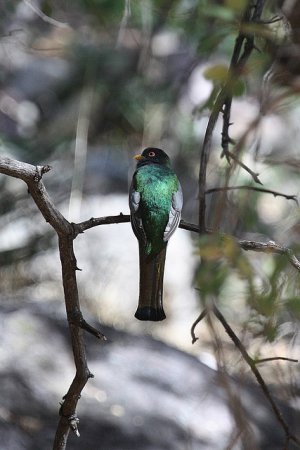 Photo (12): Elegant Trogon