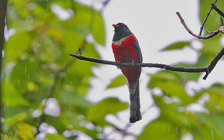 Photo (16): Elegant Trogon