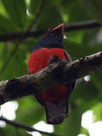 Photo (15): Slaty-tailed Trogon