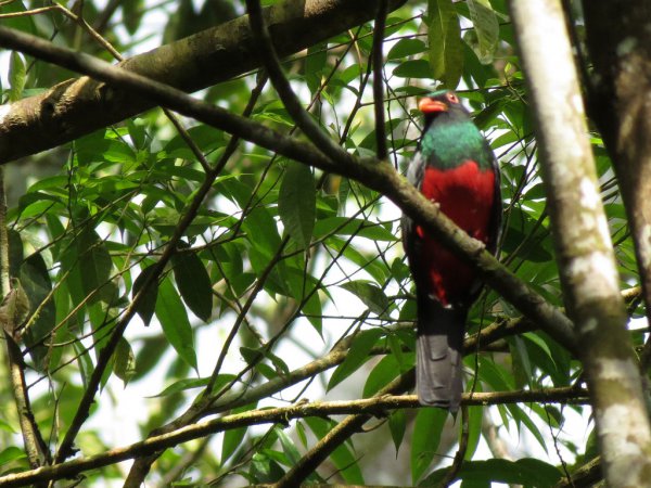 Photo (16): Slaty-tailed Trogon