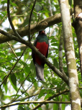 Photo (14): Slaty-tailed Trogon