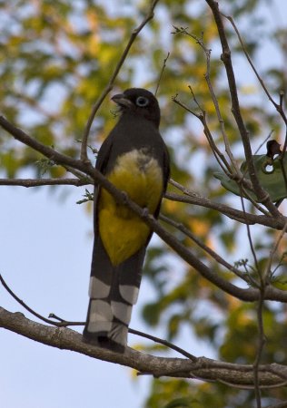Photo (4): Black-headed Trogon