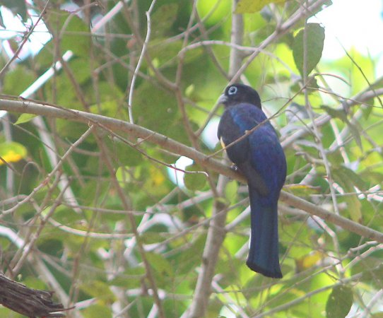 Photo (10): Black-headed Trogon