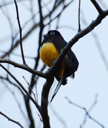 Photo (5): Black-headed Trogon